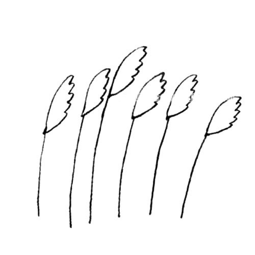 關(guān)于芒草的簡(jiǎn)筆畫(huà)步驟