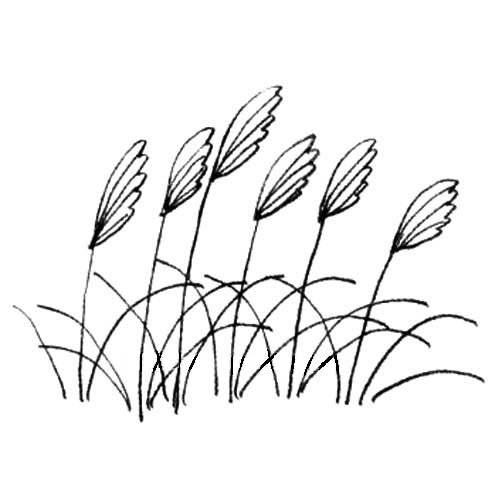 關(guān)于芒草的簡(jiǎn)筆畫(huà)步驟
