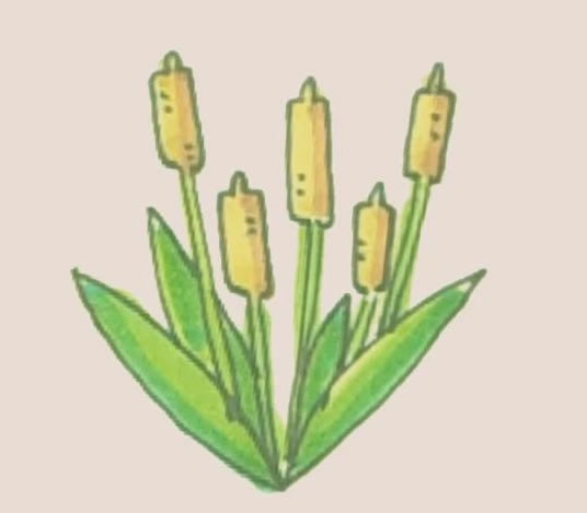 香蒲簡筆畫步驟