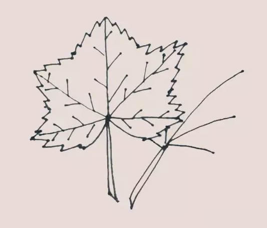 秋季楓葉簡(jiǎn)筆畫步驟