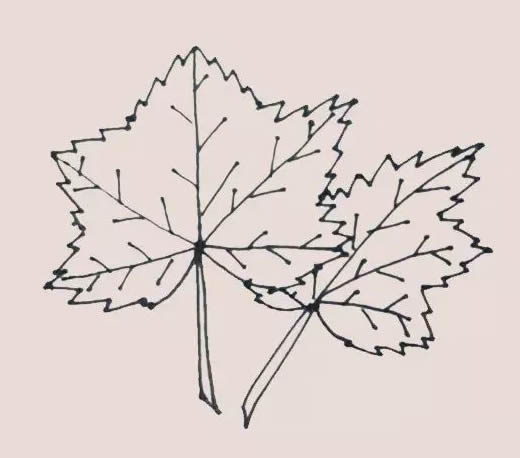 秋季楓葉簡(jiǎn)筆畫步驟