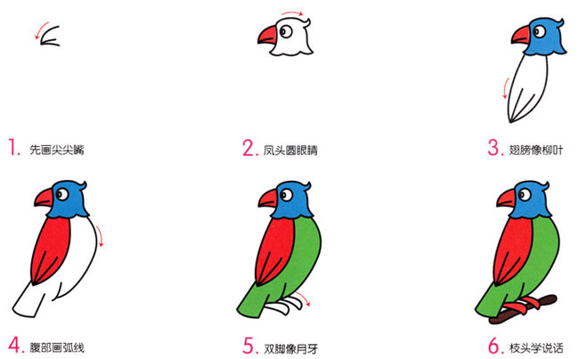 漂亮涂色的鸚鵡簡筆畫教程