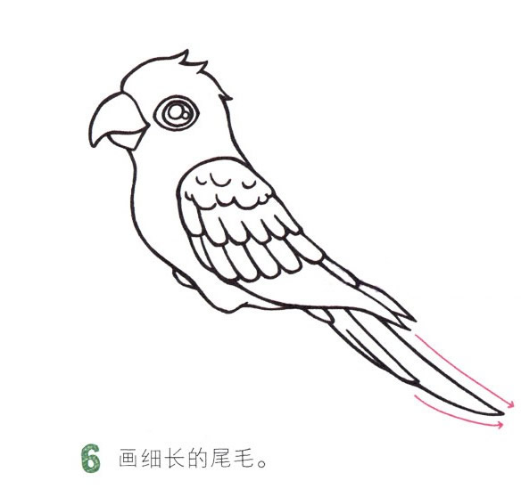 彩色漂亮的鸚鵡簡筆畫教程
