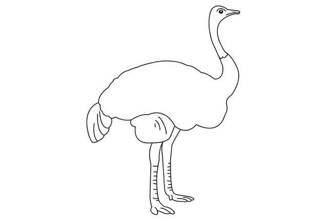 一步步教你畫鴕鳥簡(jiǎn)筆畫