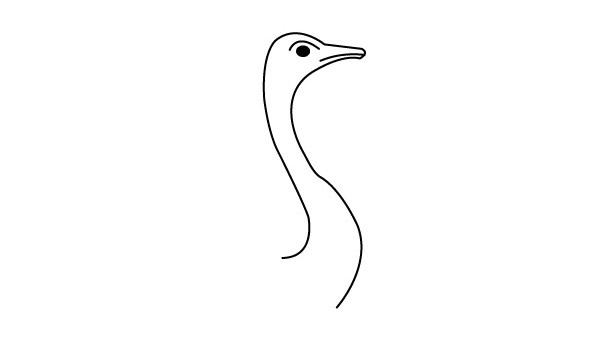 一步步教你畫鴕鳥簡(jiǎn)筆畫
