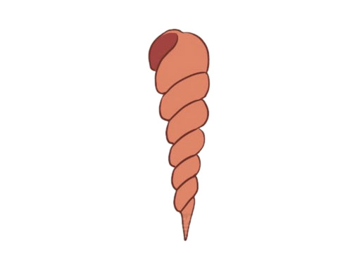 尖尖的小海螺簡(jiǎn)筆畫