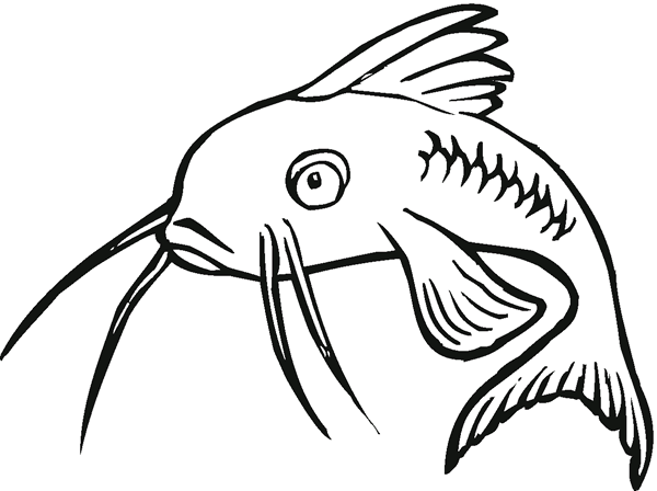 關(guān)于鯰魚的簡(jiǎn)筆畫 關(guān)于鯰魚的簡(jiǎn)筆畫
