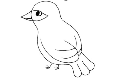 關(guān)于杜鵑鳥的簡筆畫