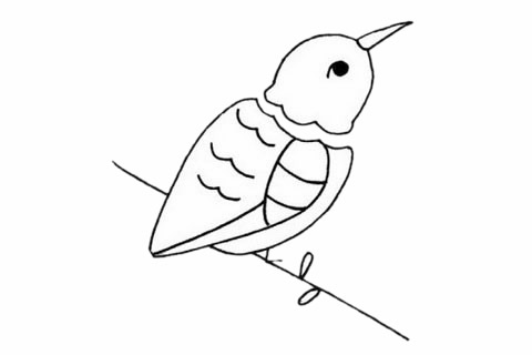 蜂鳥簡筆畫步驟教程