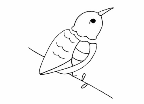 蜂鳥簡筆畫步驟教程