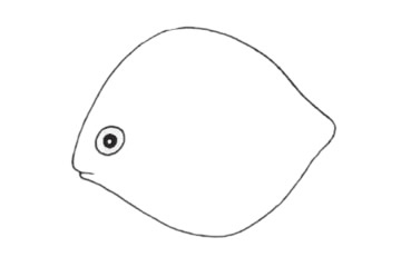 虎皮魚簡筆畫步驟教程