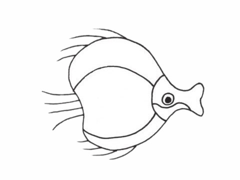 簡(jiǎn)單的接吻魚怎么畫