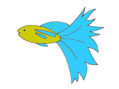 孔雀魚兒童簡筆畫