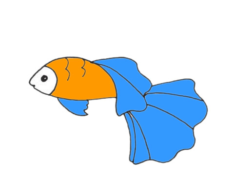 簡(jiǎn)單的孔雀魚(yú)怎么畫 簡(jiǎn)單的孔雀魚(yú)怎么畫