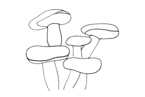 關(guān)于珊瑚的簡筆畫