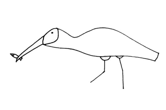 吃小魚(yú)的朱鹮簡(jiǎn)筆畫(huà) 吃小魚(yú)的朱鹮簡(jiǎn)筆畫(huà)
