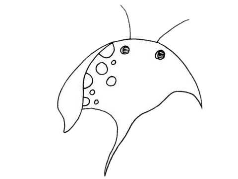 簡(jiǎn)單的蝙蝠魚怎么畫