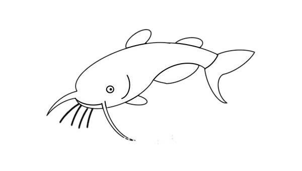 鯰魚簡筆畫步驟 鯰魚簡筆畫步驟