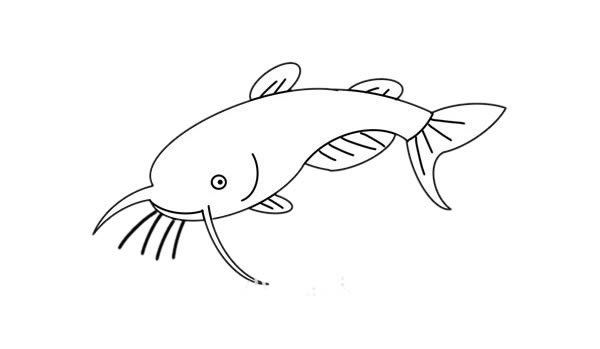 鯰魚簡筆畫步驟 鯰魚簡筆畫步驟
