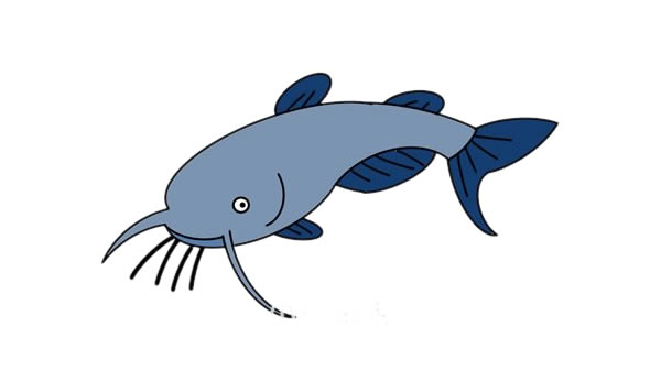 鯰魚簡筆畫步驟 鯰魚簡筆畫步驟