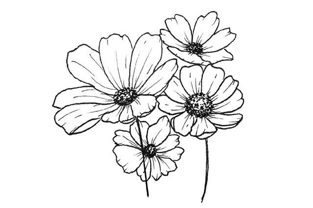 關(guān)于花朵的簡(jiǎn)筆畫 關(guān)于花朵的簡(jiǎn)筆畫