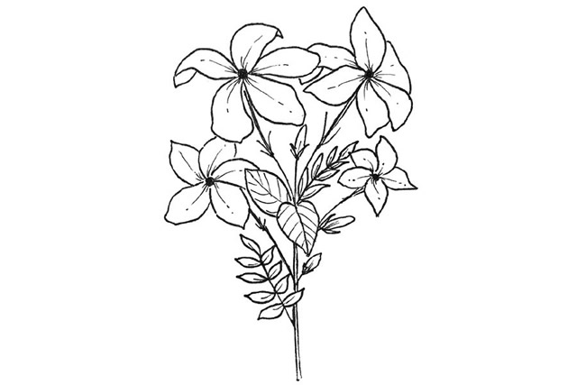 小花怎么畫簡單又好看