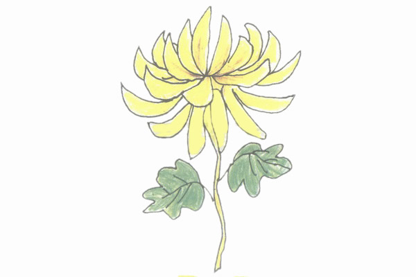 盛開的菊花簡筆畫步驟教程 盛開的菊花簡筆畫步驟教程