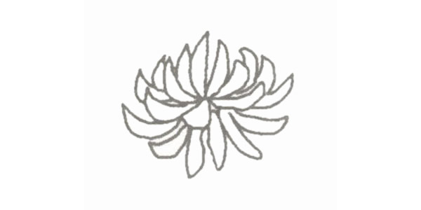盛開的菊花簡筆畫步驟教程 盛開的菊花簡筆畫步驟教程