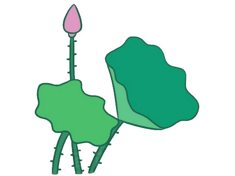 關(guān)于荷花荷葉的簡(jiǎn)筆畫