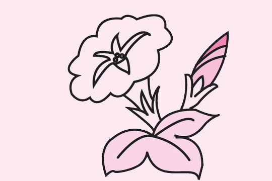 一組關(guān)于牽牛花的簡筆畫大全 一組關(guān)于牽牛花的簡筆畫大全