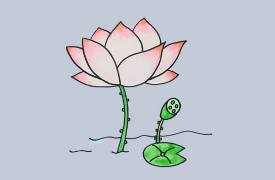 漂亮的荷花簡筆畫教程