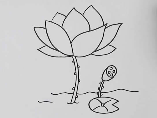 漂亮的荷花簡筆畫教程