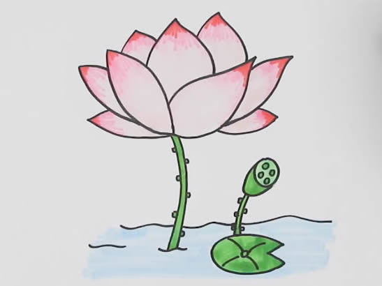 漂亮的荷花簡筆畫教程