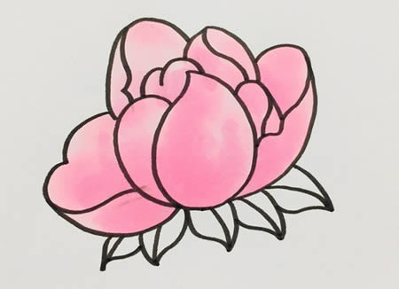 芍藥花簡筆畫步驟教程
