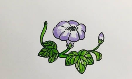 好看的牽牛花簡筆畫教程