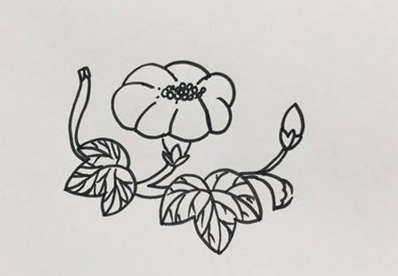 好看的牽牛花簡筆畫教程