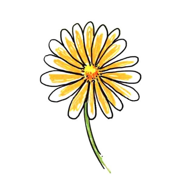 帶顏色的菊花簡筆畫
