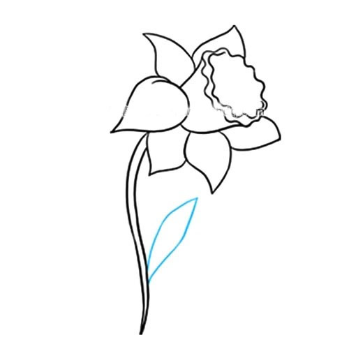 帶顏色的水仙花簡筆畫教程