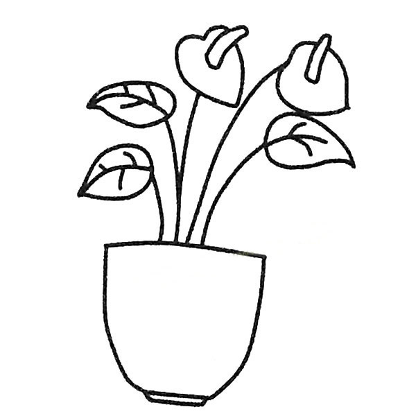 盆子里的紅掌簡(jiǎn)筆畫