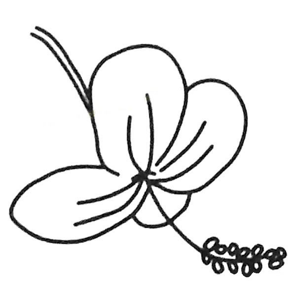 關于扶桑花的兒童簡筆畫