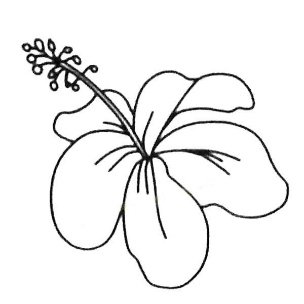 關于扶桑花的簡筆畫