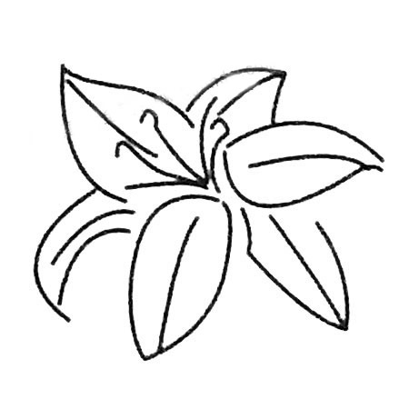 8款關(guān)于百合花的簡筆畫大全