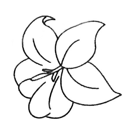 8款關(guān)于百合花的簡筆畫大全