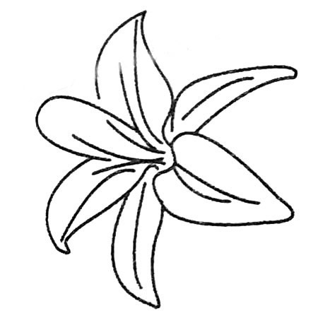 8款關(guān)于百合花的簡筆畫大全