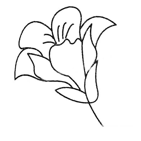 8款關(guān)于百合花的簡筆畫大全