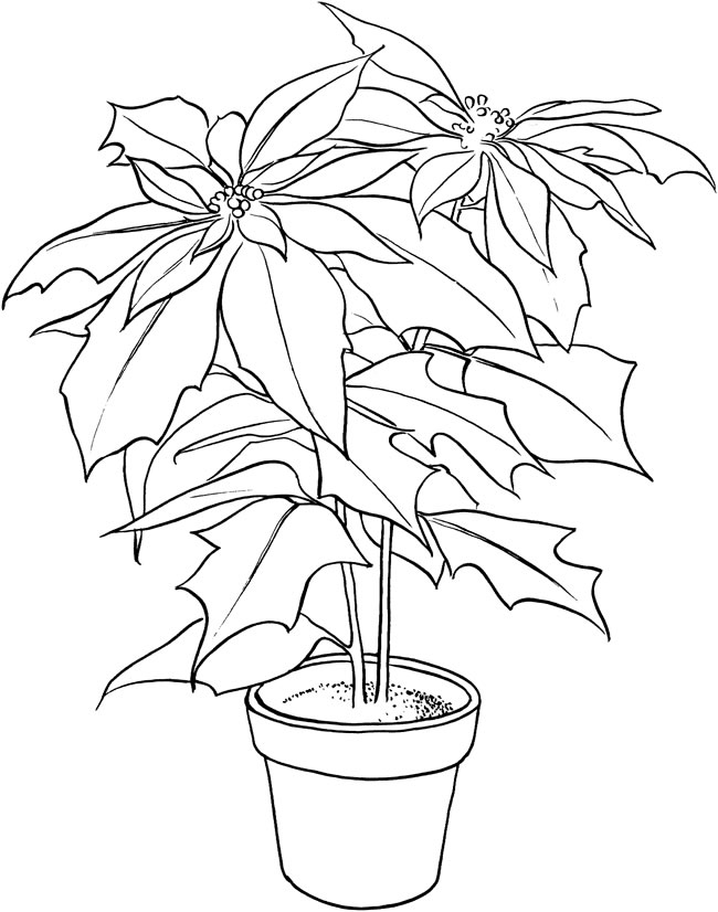花盆里的一品紅簡筆畫