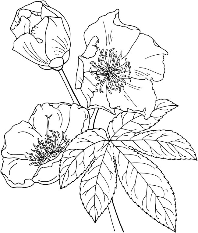 關于迎春花的簡筆畫