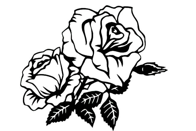 關(guān)于月季花的簡(jiǎn)筆畫 關(guān)于月季花的簡(jiǎn)筆畫