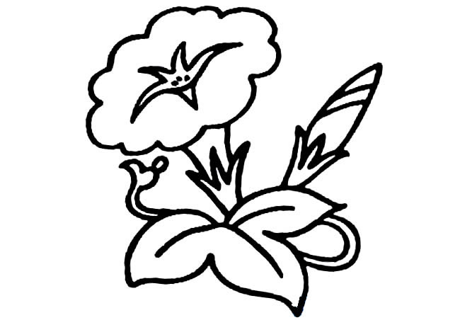 簡單的牽牛花怎么畫