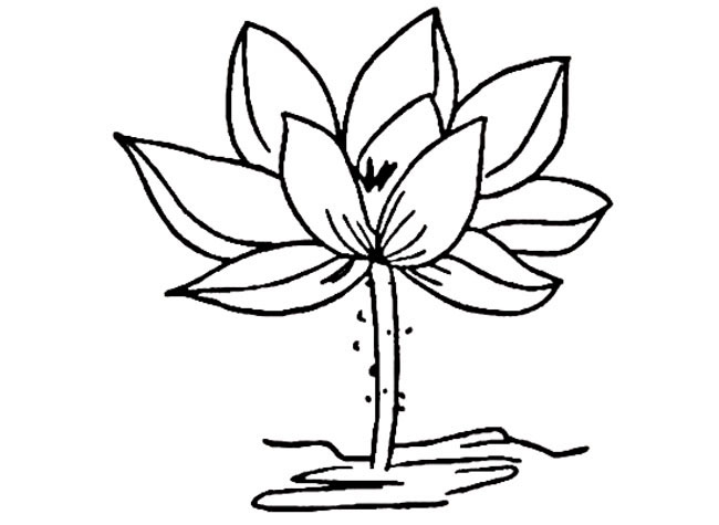荷花的簡(jiǎn)單畫法